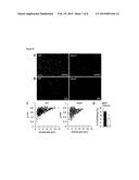 INHIBITORS OF NOX4 EXPRESSION AND /OR NOX4 FUNCTION AND THEIR USE IN THE     PREVENTION AND TREATMENT OF NERVE INJURY AND/OR NEUROPATHIC PAIN diagram and image