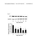 INHIBITORS OF NOX4 EXPRESSION AND /OR NOX4 FUNCTION AND THEIR USE IN THE     PREVENTION AND TREATMENT OF NERVE INJURY AND/OR NEUROPATHIC PAIN diagram and image