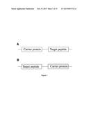 FUSION PROTEINS OF SUPERFOLDER GREEN FLUORESCENT PROTEIN AND USE THEREOF diagram and image