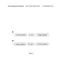 FUSION PROTEINS OF SUPERFOLDER GREEN FLUORESCENT PROTEIN AND USE THEREOF diagram and image