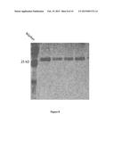 FUSION PROTEINS OF SUPERFOLDER GREEN FLUORESCENT PROTEIN AND USE THEREOF diagram and image