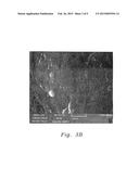 DISPOSABLE PALLADIUM NANOPARTICLE-MODIFIED GRAPHITE PENCIL ELECTRODE diagram and image