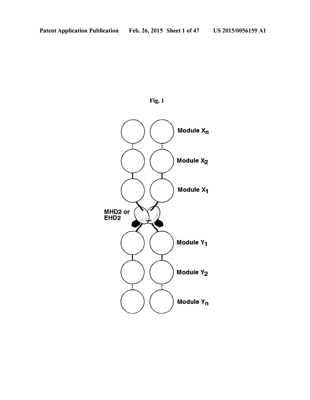 The IgM and IgE Heavy Chain Domain 2 as Covalently Linked Homodimerization     Modules for the Generation of Fusion Proteins with Dual Specificity - diagram, schematic, and image 02