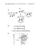 The IgM and IgE Heavy Chain Domain 2 as Covalently Linked Homodimerization     Modules for the Generation of Fusion Proteins with Dual Specificity diagram and image