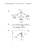 The IgM and IgE Heavy Chain Domain 2 as Covalently Linked Homodimerization     Modules for the Generation of Fusion Proteins with Dual Specificity diagram and image