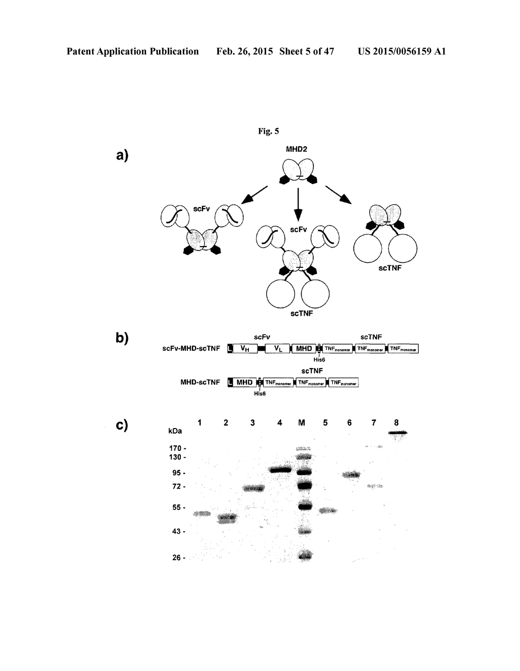 The IgM and IgE Heavy Chain Domain 2 as Covalently Linked Homodimerization     Modules for the Generation of Fusion Proteins with Dual Specificity - diagram, schematic, and image 06