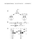 The IgM and IgE Heavy Chain Domain 2 as Covalently Linked Homodimerization     Modules for the Generation of Fusion Proteins with Dual Specificity diagram and image