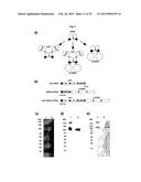 The IgM and IgE Heavy Chain Domain 2 as Covalently Linked Homodimerization     Modules for the Generation of Fusion Proteins with Dual Specificity diagram and image