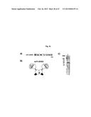 The IgM and IgE Heavy Chain Domain 2 as Covalently Linked Homodimerization     Modules for the Generation of Fusion Proteins with Dual Specificity diagram and image