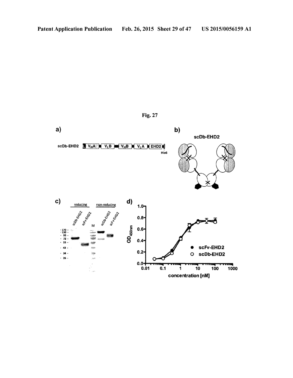 The IgM and IgE Heavy Chain Domain 2 as Covalently Linked Homodimerization     Modules for the Generation of Fusion Proteins with Dual Specificity - diagram, schematic, and image 30