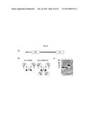 The IgM and IgE Heavy Chain Domain 2 as Covalently Linked Homodimerization     Modules for the Generation of Fusion Proteins with Dual Specificity diagram and image