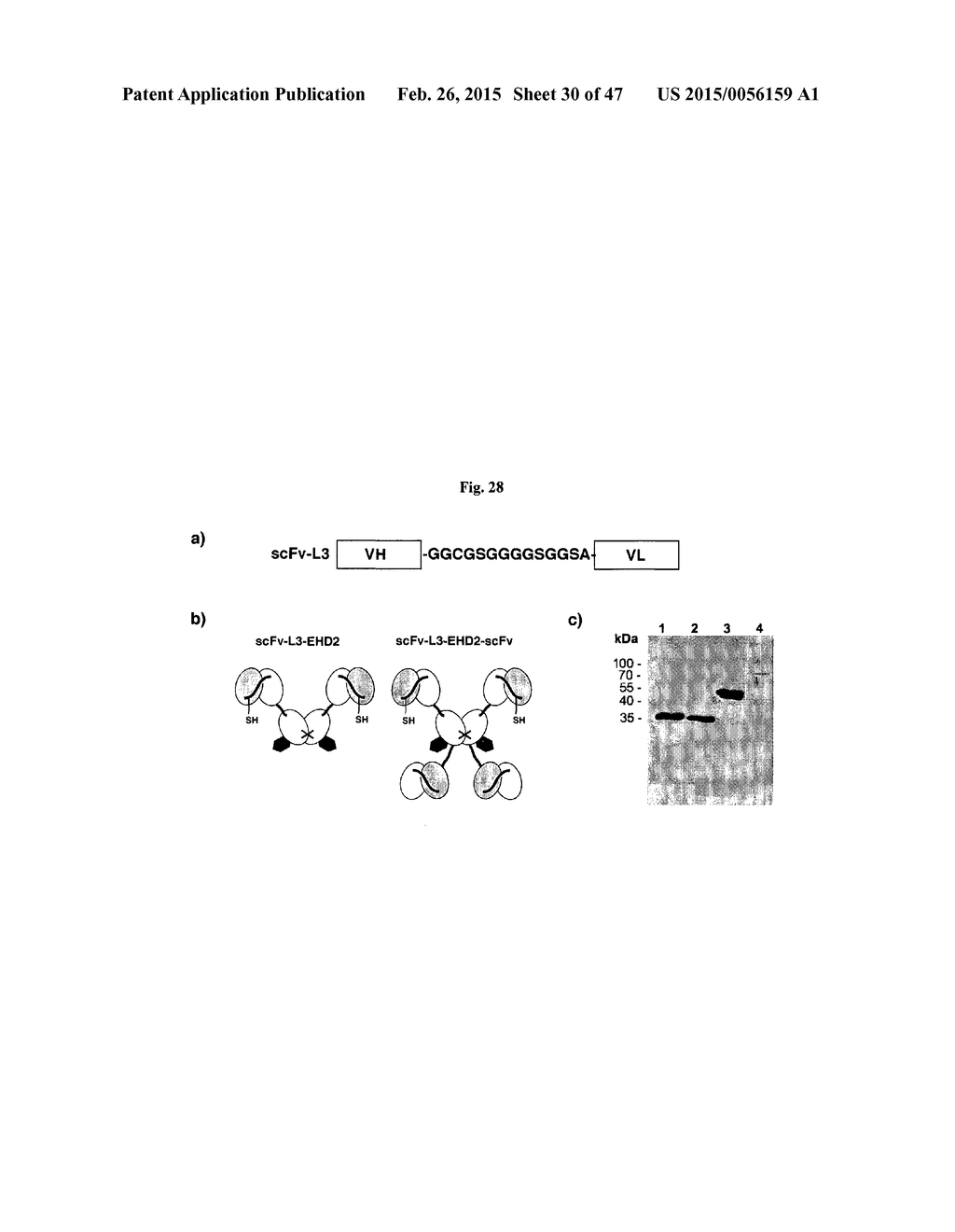 The IgM and IgE Heavy Chain Domain 2 as Covalently Linked Homodimerization     Modules for the Generation of Fusion Proteins with Dual Specificity - diagram, schematic, and image 31