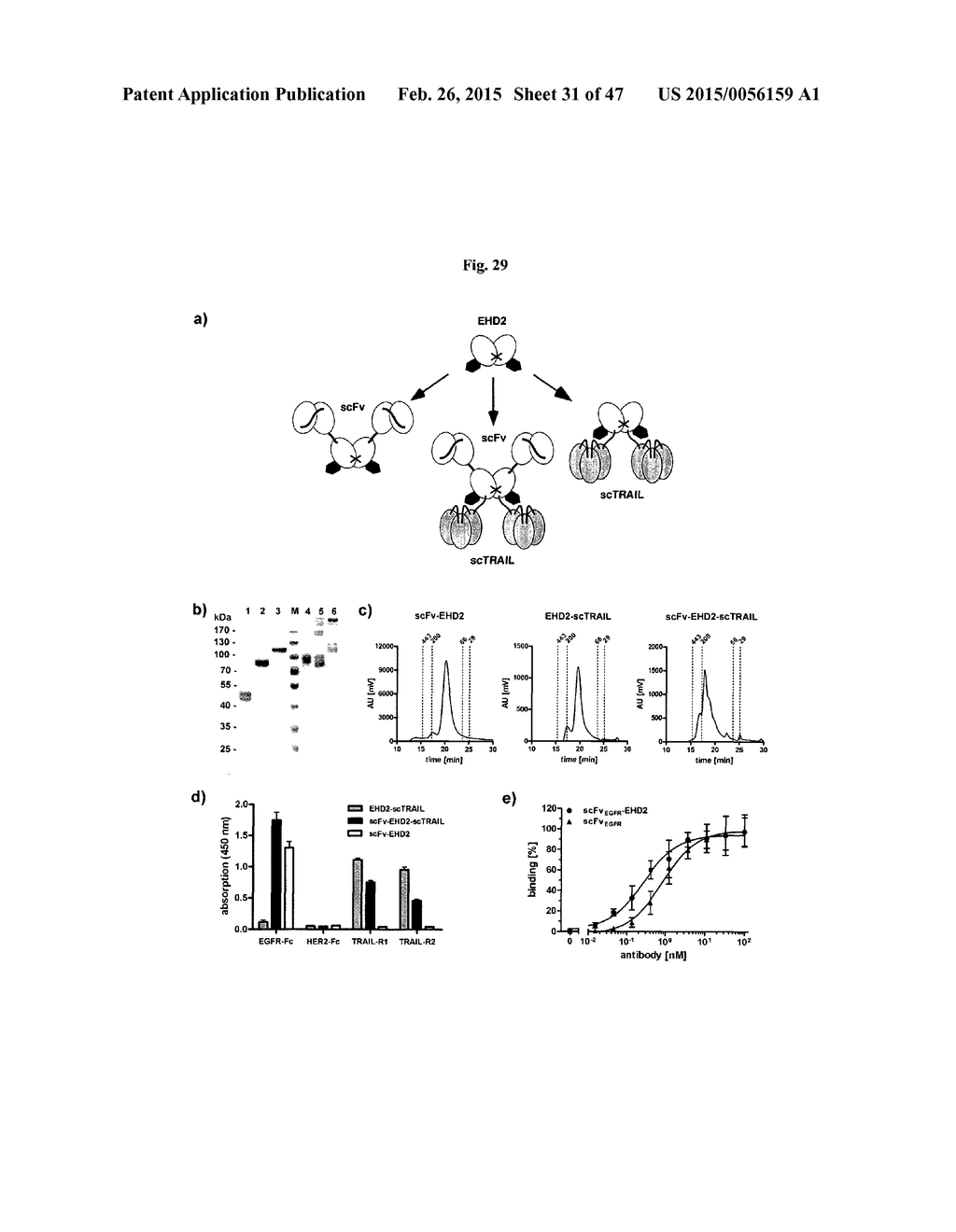 The IgM and IgE Heavy Chain Domain 2 as Covalently Linked Homodimerization     Modules for the Generation of Fusion Proteins with Dual Specificity - diagram, schematic, and image 32