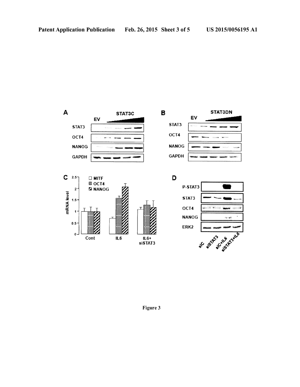 COMPOSITIONS AND METHODS FOR INIHIBITING TUMORIGENICITY OF SENESCENT     CANCER CELLS INDUCED BY CHEMOTHERAPY - diagram, schematic, and image 04