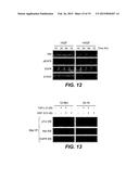 COMBINATION THERAPY WITH C-MET AND EGFR ANTAGONISTS diagram and image