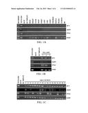 Composition and Method for Diagnosis and Immunotherapy of Lung Cancer diagram and image