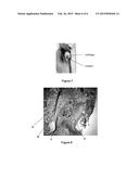 CELL CULTIVATION IN CHITOSAN ALGINATE HYDROGEL BEADS diagram and image