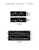 Oligonucleotide Primer with Omega Structure for Detecting Short-Chain RNAs     and Use Thereof diagram and image