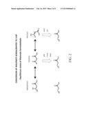 ACETYL-COA CARBOXYLASES diagram and image