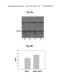 DISEASE THERAPY USING DYING OR DEAD CELLS diagram and image