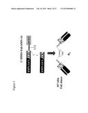 Methods for Generating Stably Linked Complexes Composed of Homodimers,     Homotetramers or Dimers of Dimers and Uses diagram and image