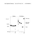 Methods for Generating Stably Linked Complexes Composed of Homodimers,     Homotetramers or Dimers of Dimers and Uses diagram and image