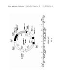 METHODS AND PRODUCTS FOR BIASING CELLULAR DEVELOPMENT diagram and image