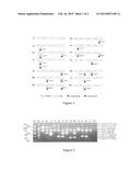 Primers for Detecting Serotypes of Shigella Flexneri and Multiplex     Amplifications Using the Same diagram and image