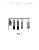 ELECTROPHORETICALLY ENHANCED DETECTION OF ANALYTES ON A SOLID SUPPORT diagram and image