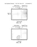 ELECTROPHORETICALLY ENHANCED DETECTION OF ANALYTES ON A SOLID SUPPORT diagram and image
