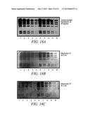 ELECTROPHORETICALLY ENHANCED DETECTION OF ANALYTES ON A SOLID SUPPORT diagram and image