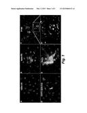 NEUROPHILIC NANOPARTICLES diagram and image