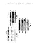 NEUROPHILIC NANOPARTICLES diagram and image