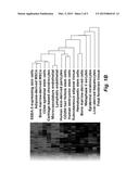 REGENERATIVE SERA CELLS AND MESENCHYMAL STEM CELLS diagram and image