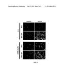 BONE MARROW-DERIVED MESENCHYMAL STEM CELLS AS A SOURCE OF NEURAL     PROGENITORS diagram and image