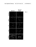 BONE MARROW-DERIVED MESENCHYMAL STEM CELLS AS A SOURCE OF NEURAL     PROGENITORS diagram and image