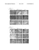 COLLAGEN PRODUCTION ENHANCER diagram and image