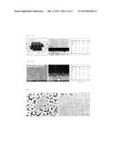 PRODUCTION METHOD OF ZEOLITE FILM IN WHICH ONE AXIS IS COMPLETELY     VERTICALLY ORIENTED, USING STEAM UNDER SYNTHETIC GEL-FREE CONDITION diagram and image