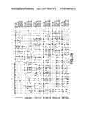 NOVEL 2,5-DIKETO-L-GLUCONIC ACID REDUCTASES AND METHODS OF USE diagram and image