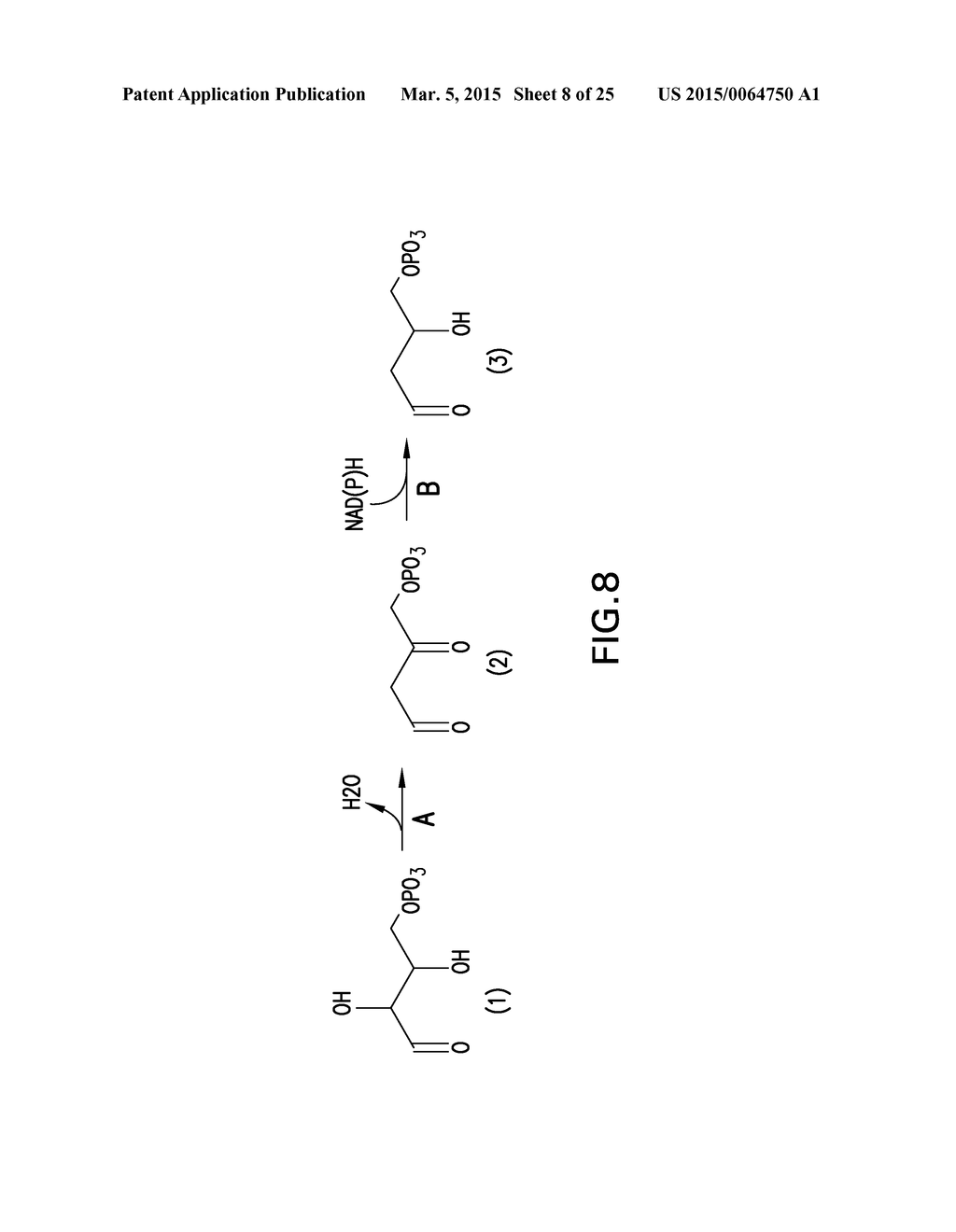 MICROORGANISMS AND METHODS FOR THE BIOSYNTHESIS OF AROMATICS,     2,4-PENTADIENOATE AND 1,3-BUTADIENE - diagram, schematic, and image 09