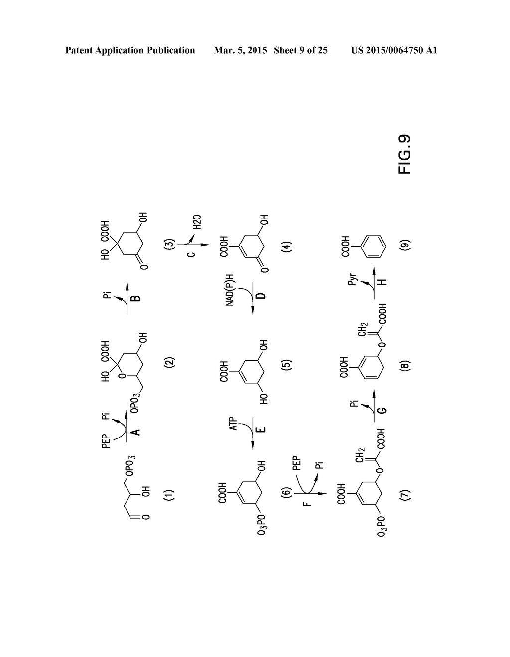 MICROORGANISMS AND METHODS FOR THE BIOSYNTHESIS OF AROMATICS,     2,4-PENTADIENOATE AND 1,3-BUTADIENE - diagram, schematic, and image 10