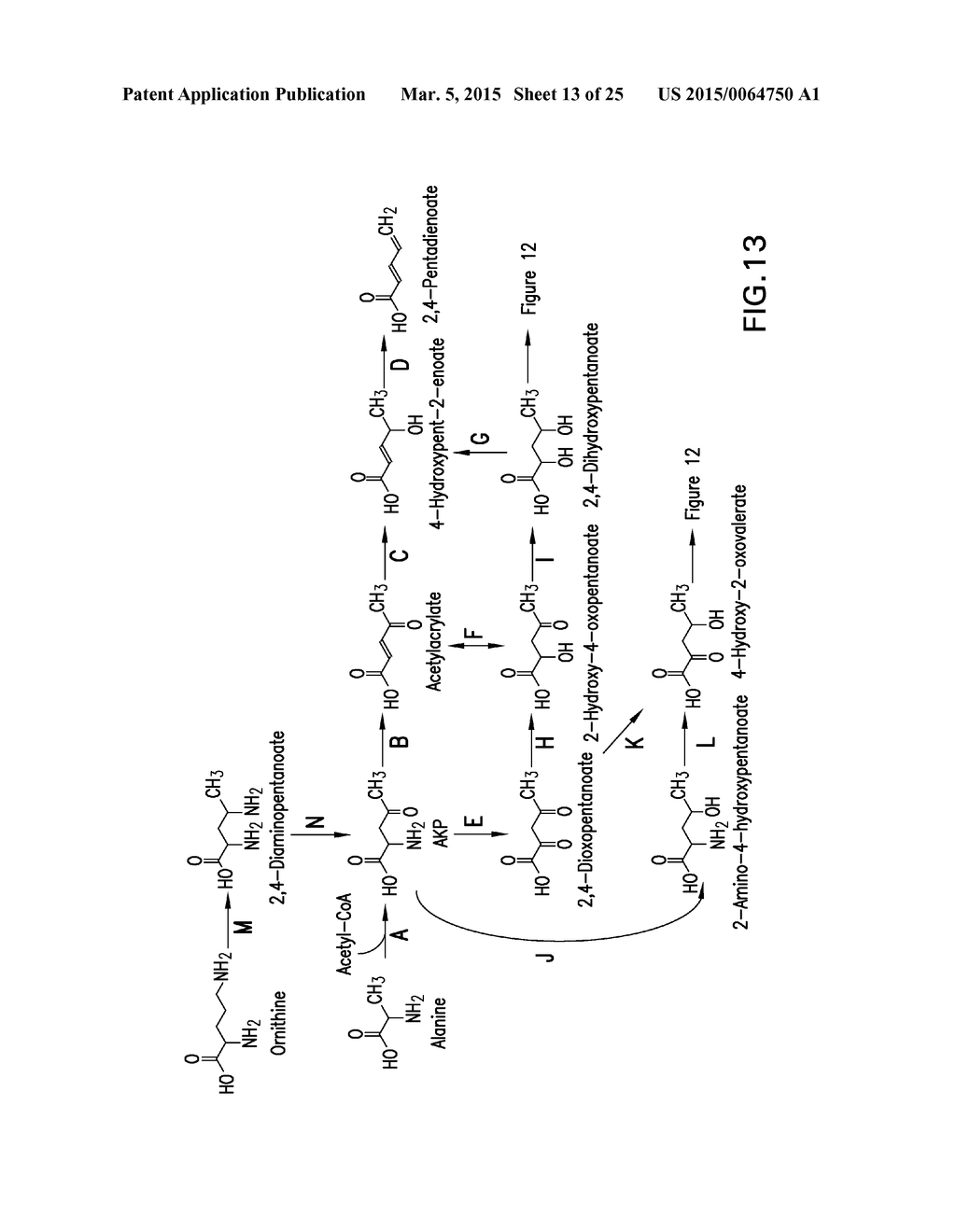 MICROORGANISMS AND METHODS FOR THE BIOSYNTHESIS OF AROMATICS,     2,4-PENTADIENOATE AND 1,3-BUTADIENE - diagram, schematic, and image 14