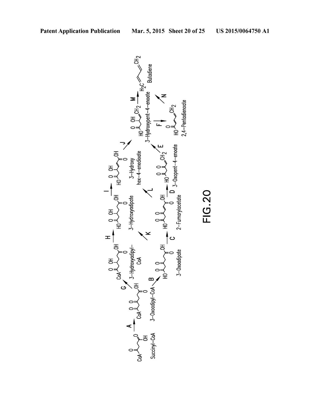 MICROORGANISMS AND METHODS FOR THE BIOSYNTHESIS OF AROMATICS,     2,4-PENTADIENOATE AND 1,3-BUTADIENE - diagram, schematic, and image 21