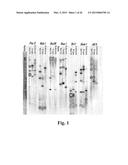 ENGINEERED ZINC FINGER PROTEINS TARGETING 5-ENOLPYRUVYL     SHIKIMATE-3-PHOSPHATE SYNTHASE GENES diagram and image