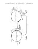 ENGINEERED ZINC FINGER PROTEINS TARGETING 5-ENOLPYRUVYL     SHIKIMATE-3-PHOSPHATE SYNTHASE GENES diagram and image