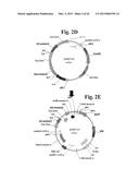 ENGINEERED ZINC FINGER PROTEINS TARGETING 5-ENOLPYRUVYL     SHIKIMATE-3-PHOSPHATE SYNTHASE GENES diagram and image