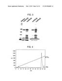 METHOD FOR PRODUCING REAGENT FOR ANTIBODY DETECTION AND USE THEREOF diagram and image