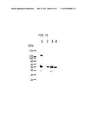 METHOD FOR PRODUCING REAGENT FOR ANTIBODY DETECTION AND USE THEREOF diagram and image