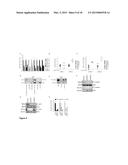 METHODS OF TREATING CANCER HAVING AN ACTIVE WNT/BETA-CATENIN PATHWAY diagram and image