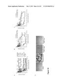 METHODS OF TREATING CANCER HAVING AN ACTIVE WNT/BETA-CATENIN PATHWAY diagram and image